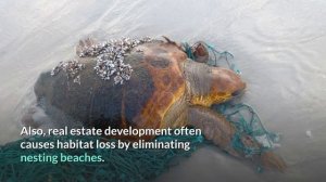 Green Sea Turtle || Description, Characteristics and Facts!