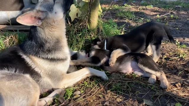Щенки ВЕО | Родители ВЕО | Полное видео . смотреть онлайн