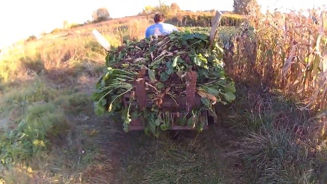 Мотоблока тянет 700 кг буряка смотреть онлайн
