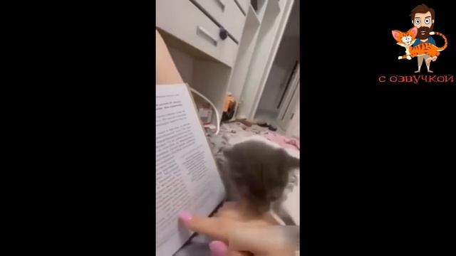 Приколы с котами - САМЫЕ СМЕШНЫЕ ЖИВОТНЫЕ - С ОЗВУЧКОЙ! СМЕШНЫЕ ВИДЕО! смотреть онлайн