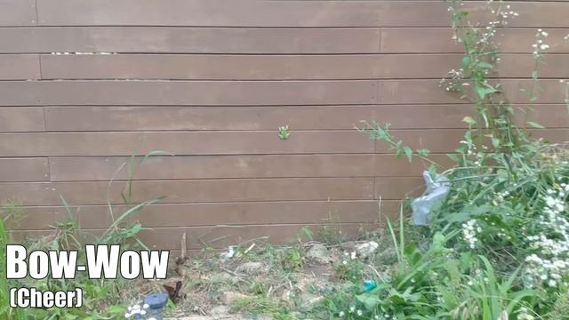 청개구리 암벽등반 wall climbing Frog (korean tree frog with Chariots Of Fire) смотреть онлайн