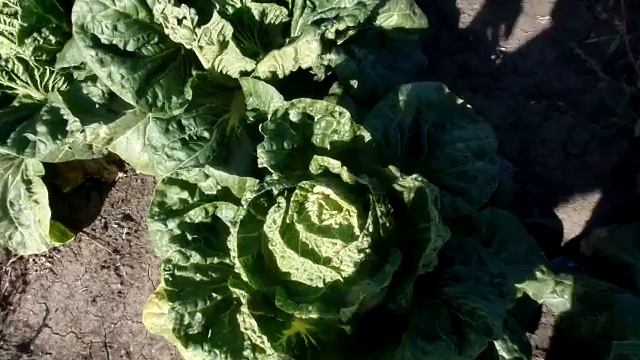 Пекинская капуста. Сухой край листа. Голодание по кальцию. смотреть онлайн