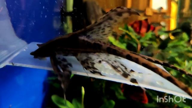 Нерест стурисомы панамской крупным планом смотреть онлайн