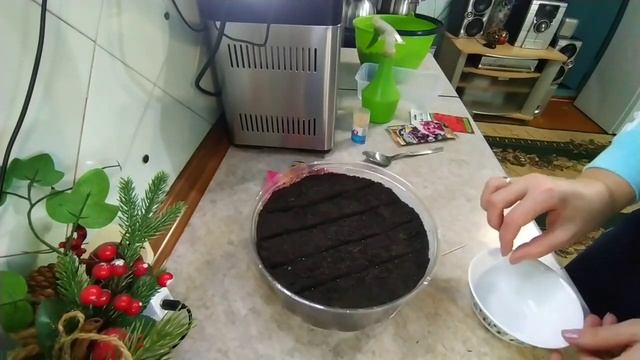 #жизньнаюге Как посеять петунию на рассаду.Выращиваем петунию из семян. смотреть онлайн