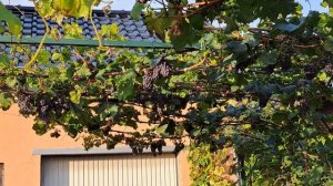 Навес из винограда.