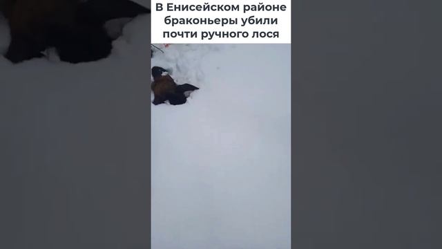 Туши двух животных обнаружили 4 февраля около села Подгорное смотреть онлайн