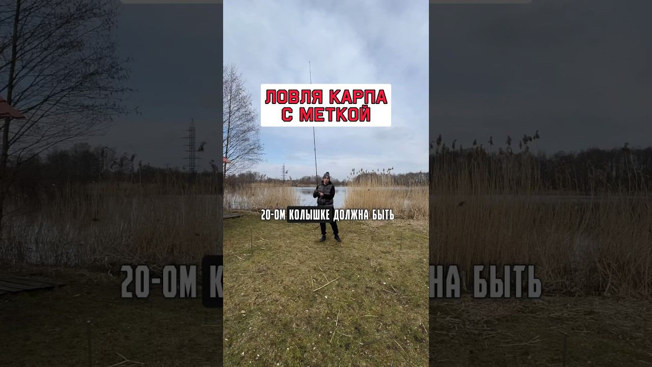 Как ловить много карпа и сазана с меткой #карпфишинг смотреть онлайн