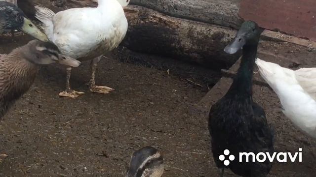 Обзор Индийских Бегунков/ Лакомство этих Уток/ Повадки/ Половозрелость/Отличие селезней от уточек смотреть онлайн