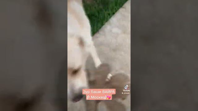 Выпускница питомника ЗУР БАШИ ВАЙРА💖 (г. МОСКВА) АЛАБАЙ. ЩЕНКИ АЛАБАЯ. САО. ВОЛКОДАВ. смотреть онлайн