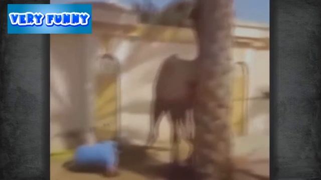 Прикольное видео часть 6 - Верблюд драчун. Смешное видео. Приколы с животными смотреть онлайн