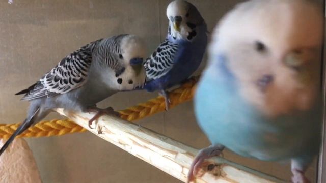 Витрина для попугаев смотреть онлайн