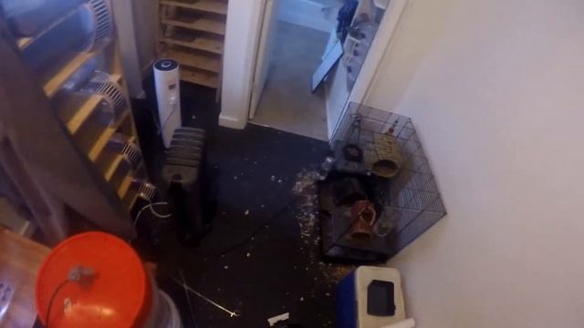 How To Break The Ball Python Feeding 1000 Gram Wall | How To Prevent Ball Pythons Escaping Your Tub смотреть онлайн