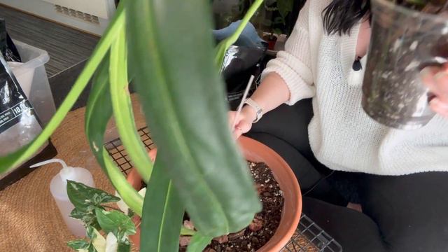 Where have I been?! 🫣 plus NERVOUS Anthurium seedling repot! 😬 смотреть онлайн