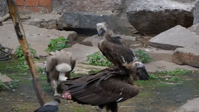Грифы (Сипы, Gyps). Московский зоопарк. Кормежка смотреть онлайн