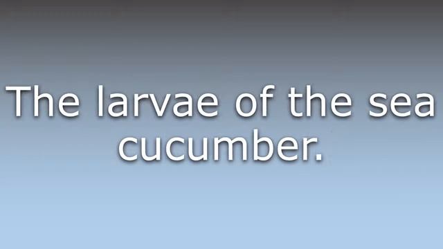 What does Auricularia mean? смотреть онлайн