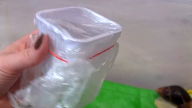 Улитка отложила яйца / Яйца улитки Ахатины / Первая кладка в 135 яиц ! смотреть онлайн