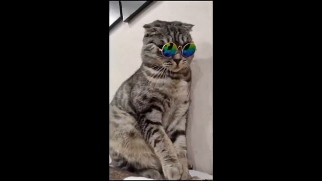 Смешные и удивительные животные/Приколы с животными /Выпуск#3 смотреть онлайн