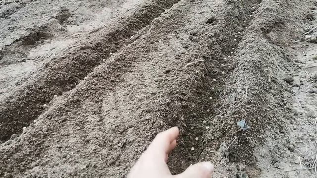 Чтобы не СГНИЛИ семена Гороха, просто делайте так! смотреть онлайн