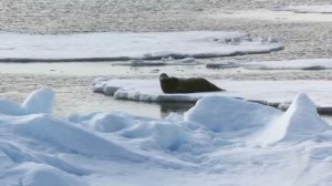 Охота на тюленя