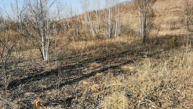 Сок берёзовый