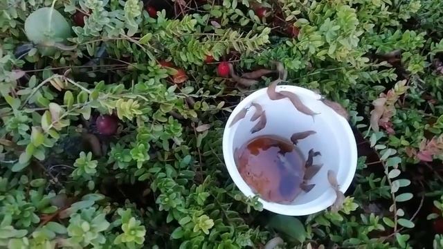 Борьба со слизнями, простой способ. смотреть онлайн