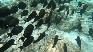 Риф бандос Мальдивы