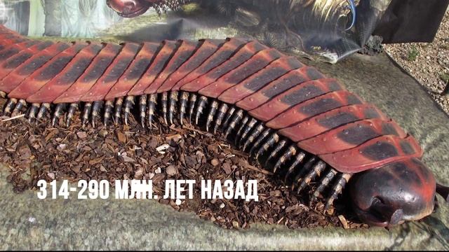 10 Гигантских Животных, Которые Вымерли к Счастью Для Человека смотреть онлайн