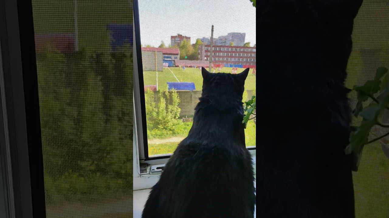 Болельщик)) смотреть онлайн