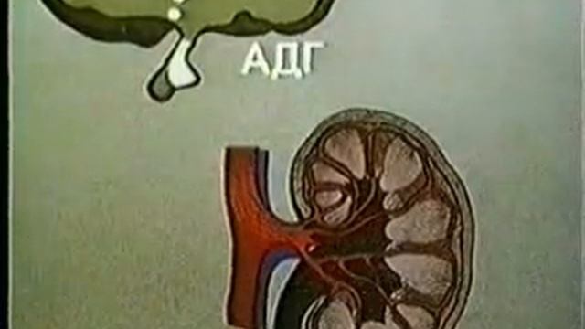 Вегетативная функция почек смотреть онлайн