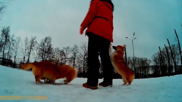 Корги - встреча смотреть онлайн