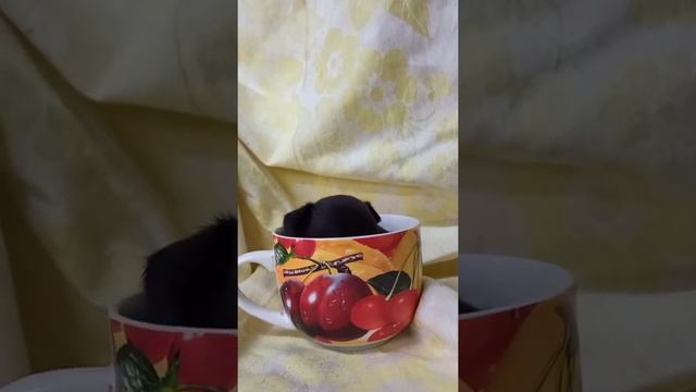 Black Chihuahua puppy, 25 days old./Чёрный щенок чихуахуа в возрасте 25 дней. смотреть онлайн