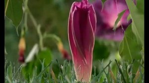 Господь   надежда   караоке плюс