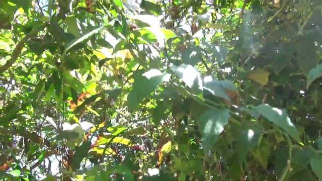 Tumbergia.  Thunbergia Grandiflora.