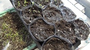 РЕАНИМИРУЕМ РАССАДУ НЕМЕЗИИ.УСТРАНЯЕМ ПРОБЛЕМУ ВЫТЯНУТОЙ РАССАДЫ.