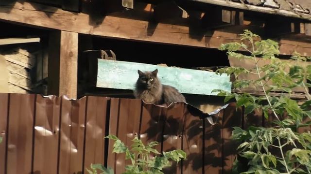 Животный мир нашего округа Королев. Окружающий мир Королева смотреть онлайн