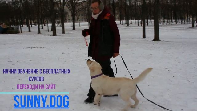 Как перестать кормить собаку во время занятий? смотреть онлайн
