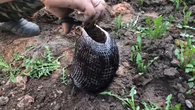 Шарафуга. Очень вкусный гибрид нектарина, абрикоса и слива Правильная посадка в средней полосе. смотреть онлайн