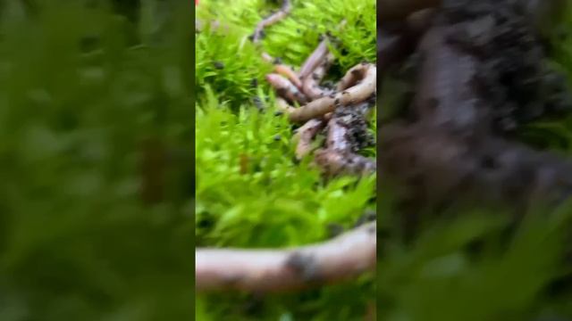 насобирала выползков - готовимся к рыбалке #fishing  #рыбалка #выползки #нахищника #worms