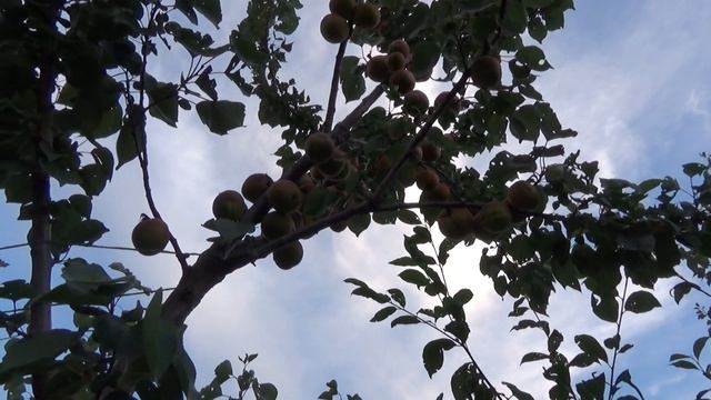 Абрикоса (дерево сад). NGA 1, Сирена, Албинова, NGA 19, Фаркло и др.