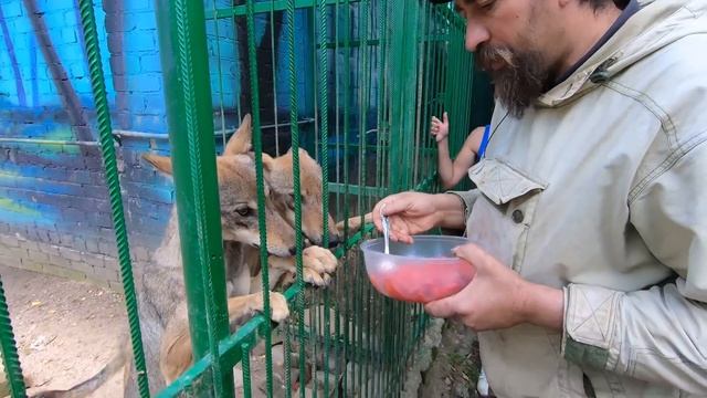 Волки едят с ложки Азербайджанские помидоры? смотреть онлайн