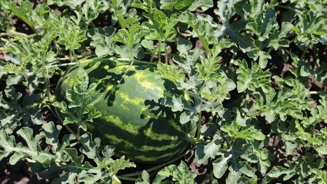 Арбуз Ривер сайд (River side) F1 смотреть онлайн