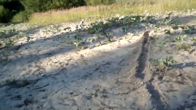 Джек рас сел терьер собака приносит мяч. смотреть онлайн