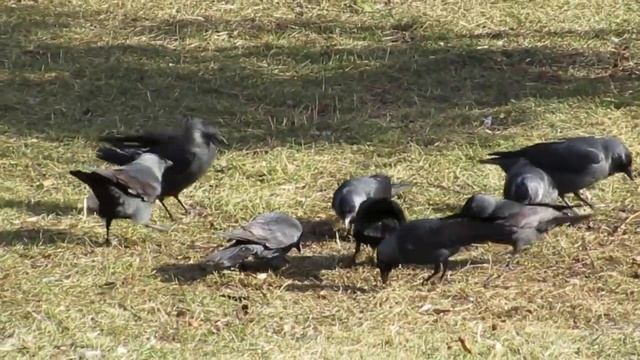 галки грачи вороны нашли что-то в траве (1280×720) смотреть онлайн