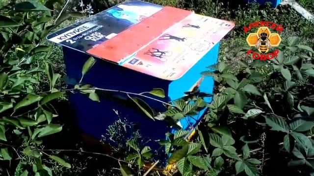 Залетел рой пчел в пустой улей смотреть онлайн