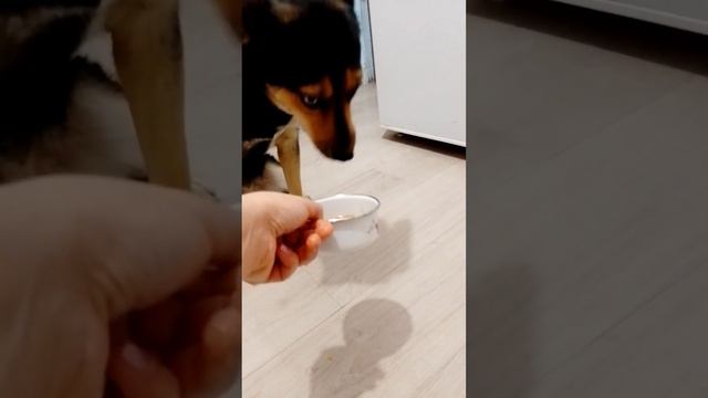 Не ест из миски смотреть онлайн