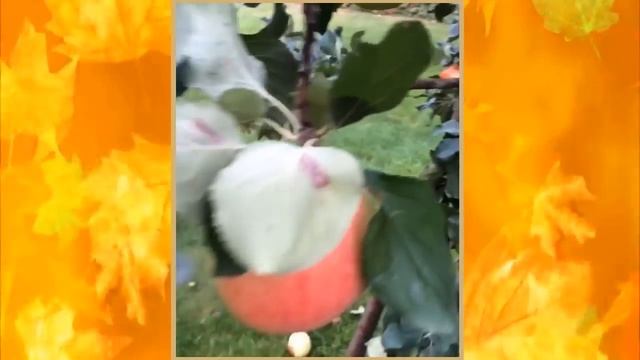 ЛИЗА ГАЛКИНА И ТВЕРДЫЙ ЗНАК??? смотреть онлайн