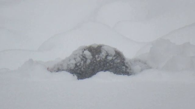 Winter 2019 Squirrel survival смотреть онлайн