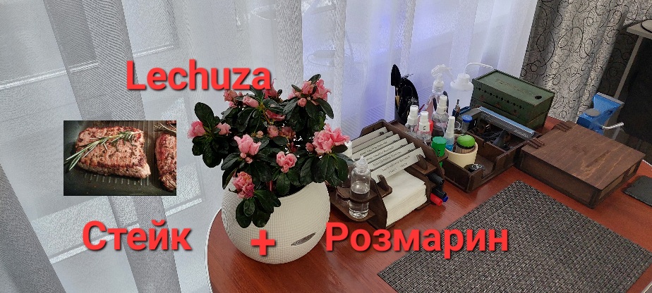 Кашпо Lechuza - розмарин на подоконнике (для стейка круглый год). Система автополива и подсветки. смотреть онлайн