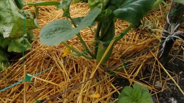 Сколько можно заработать на огурцах? Бизнес идея на выращивании огурцов смотреть онлайн