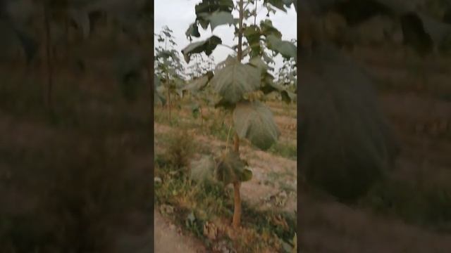 ПАВЛОВНИЯ СОРТ ШАН-ТОНГ смотреть онлайн